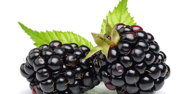 Black Raspberry Seed Oil