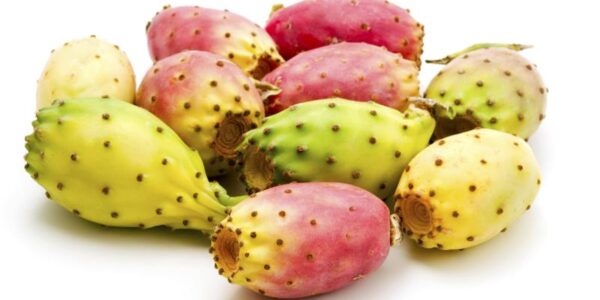 Prickly Pear Seed Oil